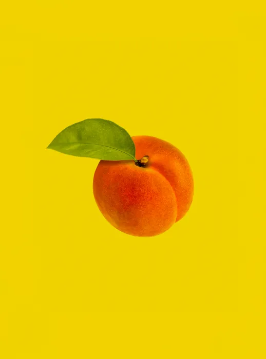 살구-효능과-부작용-관련-살구-사진