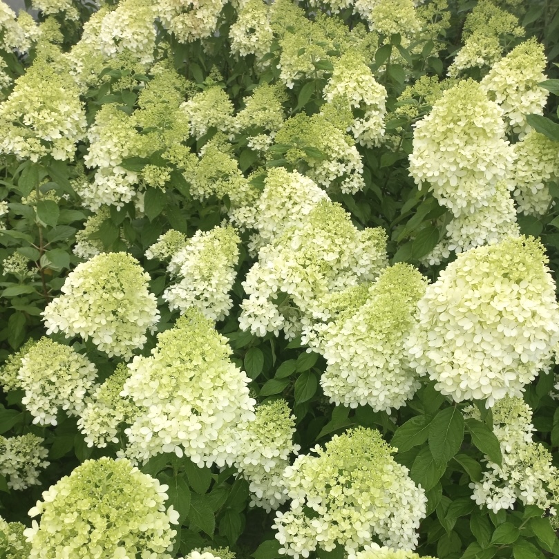 라임라이트 수국 키우기 목수국