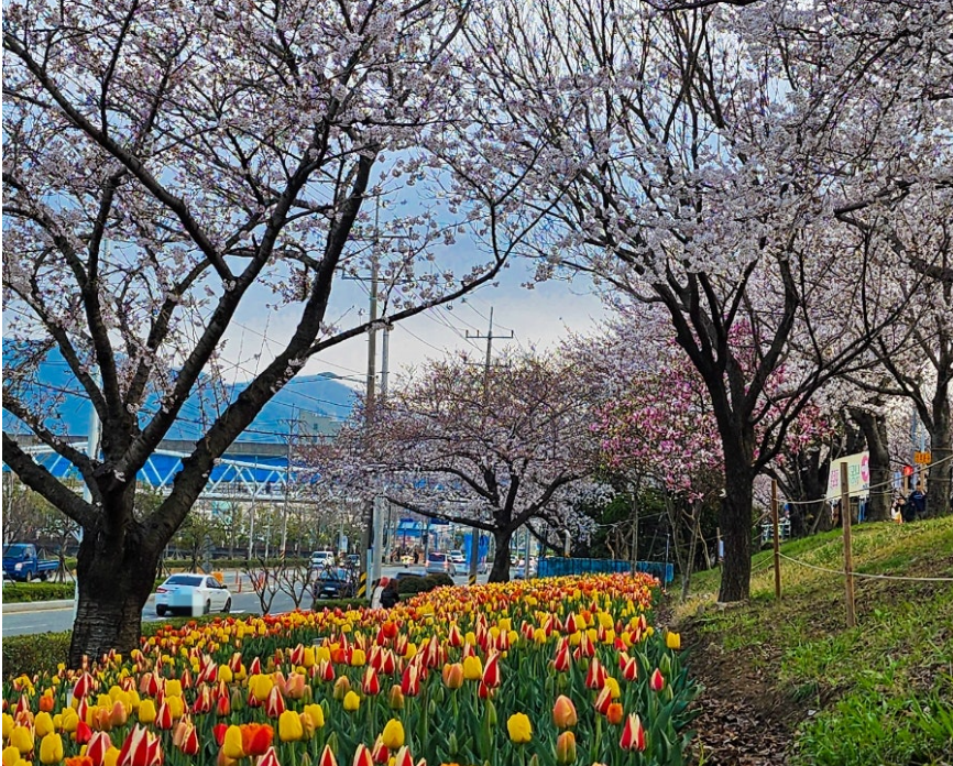 삼락생태공원 벚꽃