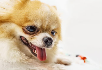 개의 혀로 건강체크_핑크.