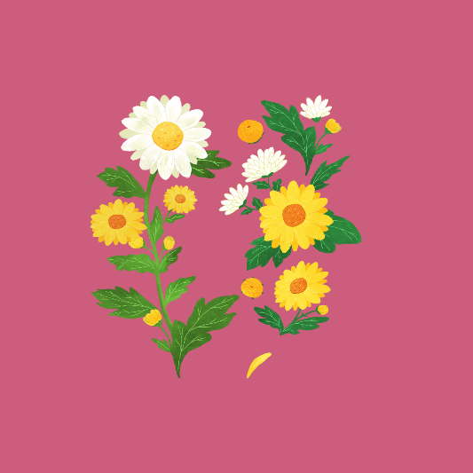 마산-국화-축제