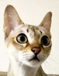 싱가퓨라의 특징과 기르는 방법