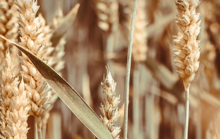 카뮤트 효소와 효능