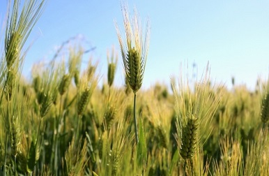 쌀 글루텐 프리