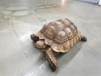 거북이를 반려동물로? 인기 있는 육지거북 3종 비교