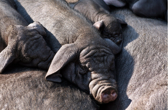 2025년 삼재띠 및 삼재에 대처하는 피하가는 방법