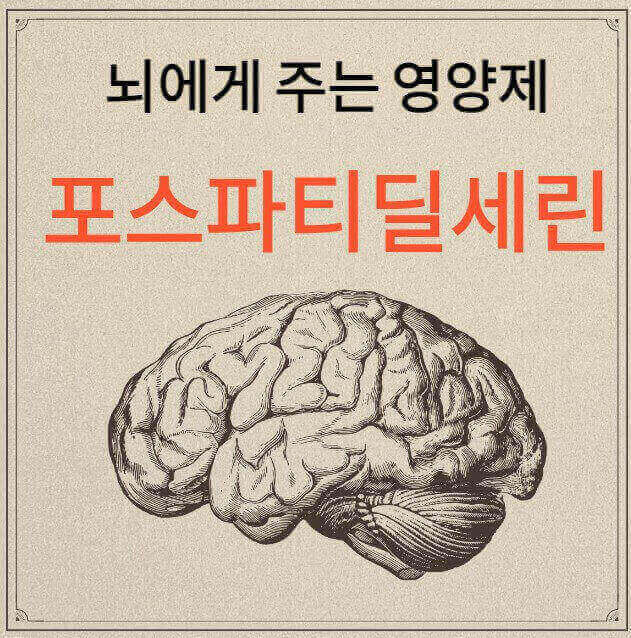 포스파티딜세린-제목과-뇌-그림이-있는-썸네일입니다.