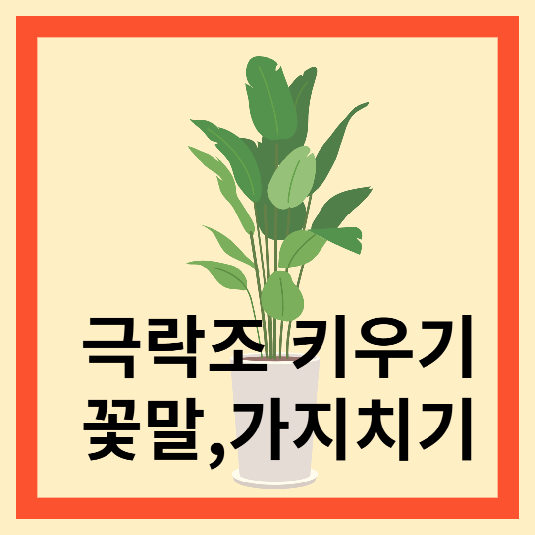 극락조키우기