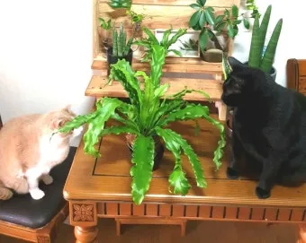 고양이에게 안전한 식물_10