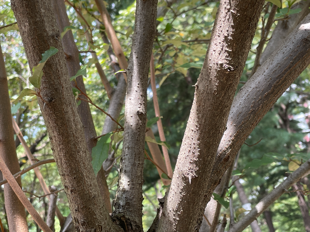 뜰보리수 수피2