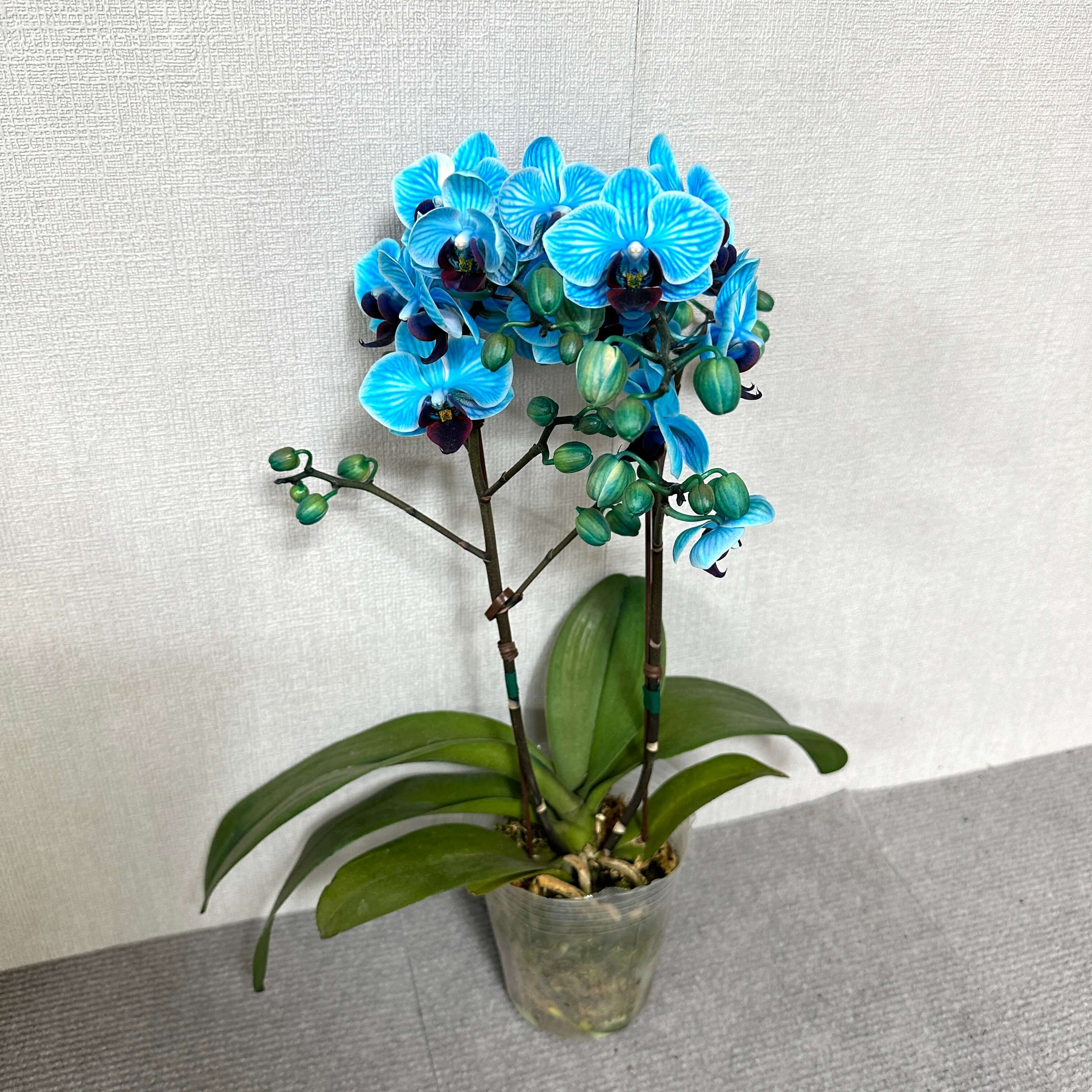 호접란 키우는 방법