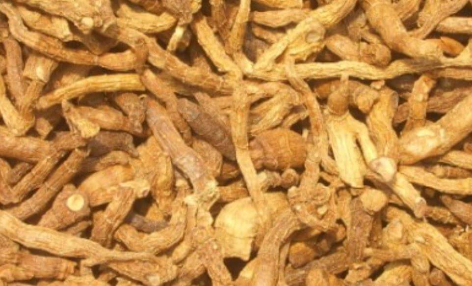 둥굴레 뿌리 말린 것 옥죽