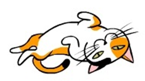 배를 보이는 고양이 이미지