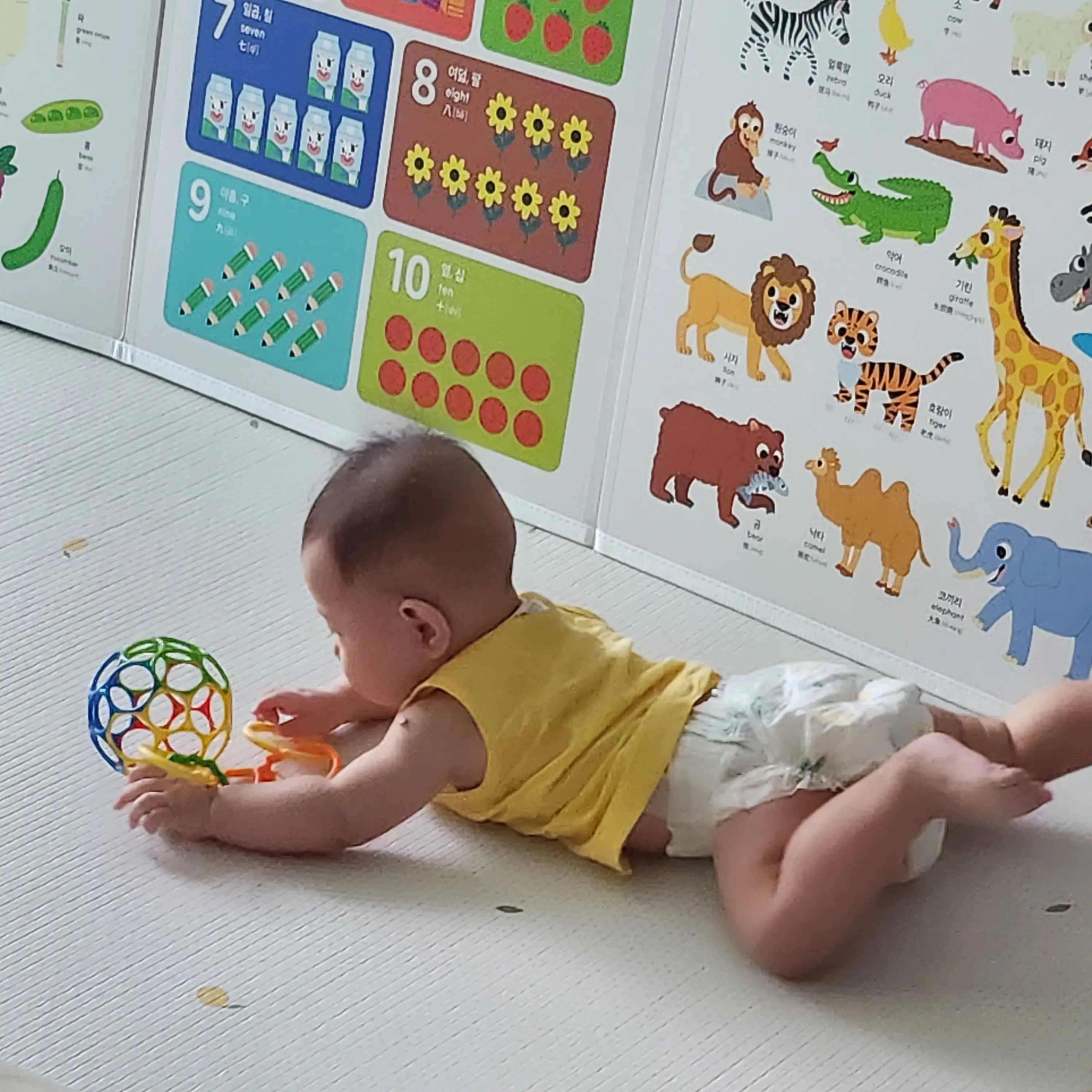 배밀이 시작한 6개월아기 아기발달사항