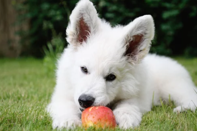 사과와 강아지 사진/출처:어도비스톡