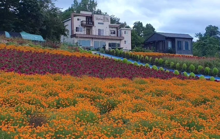 청송 '수제꽃차'