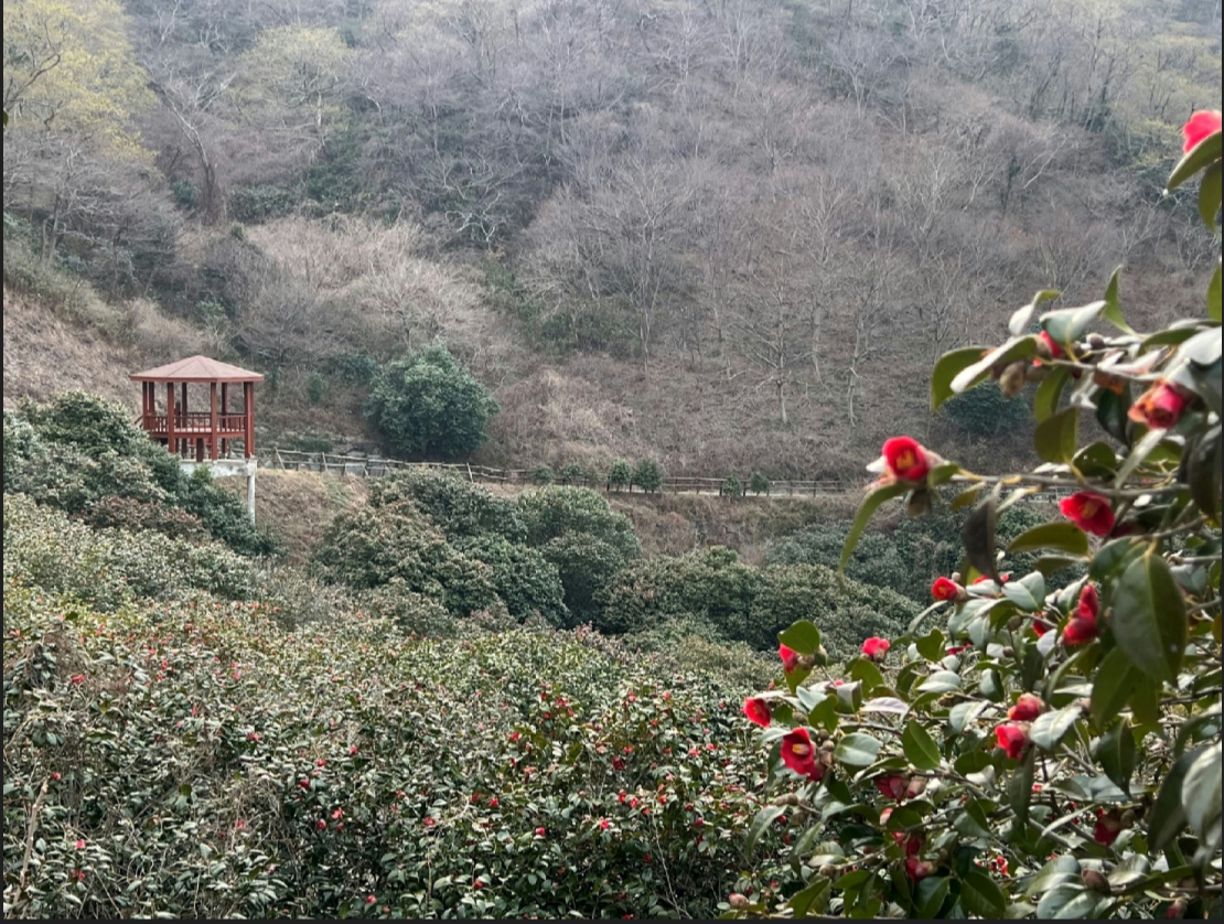 천관산 휴양림 동백