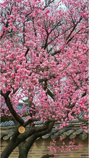 창덕궁 만첩홍매화 개화시기 명소_7