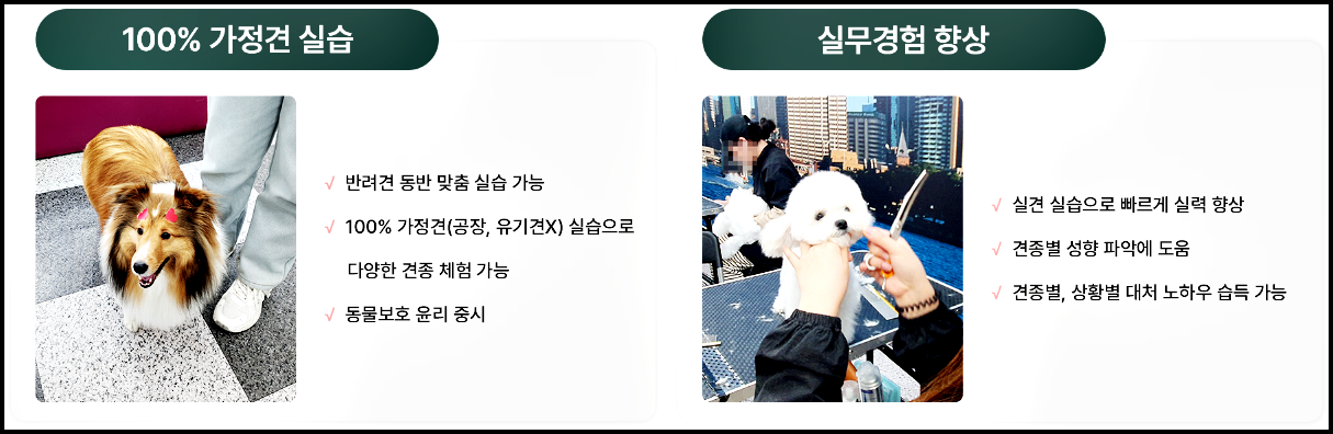 반려동물미용사