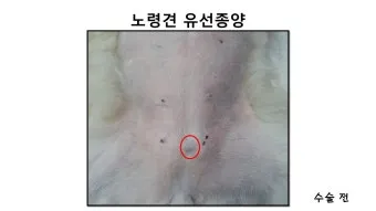 강아지 몸에 혹 악성종양 구분 세포검사 후기 사례집_12