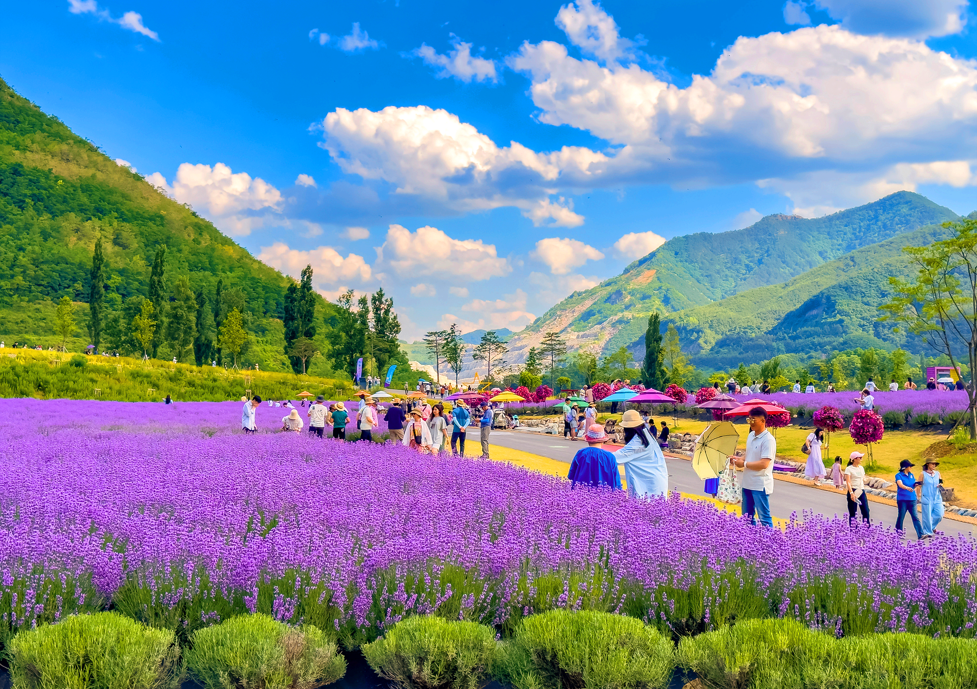 무릉별유천지 라벤더 축제
