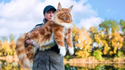 메인쿤 /출처 :어도비스톡
