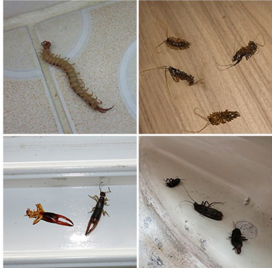  해충 지네 퇴치 약 해충 용품 등 추천 BEST 5 - 슈퍼킬200 지네퇴치약 