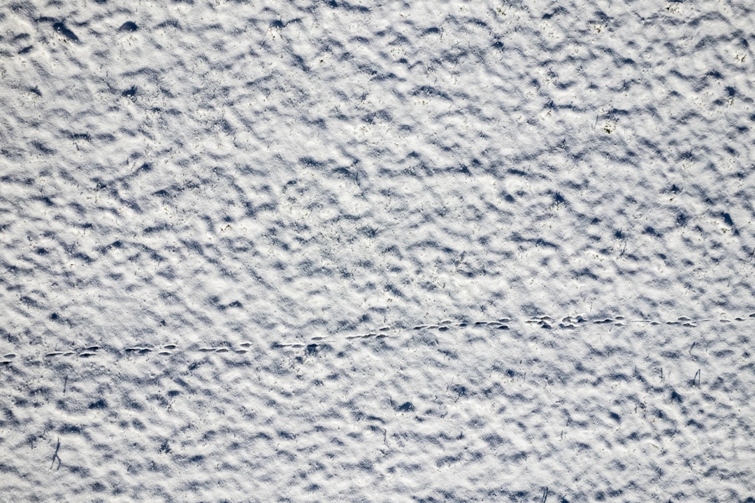 'Wallpaper'