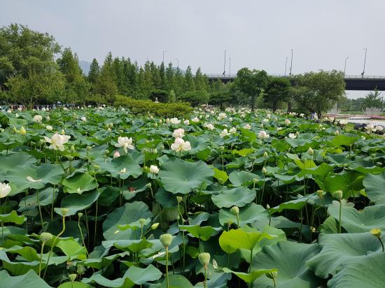 서울근교 갈만한곳 당일치기 여행 양평 - 두물머리, 구둔역, 두메향기, 들꽃수목원, 서후리숲, 세미원, 쉬자파크, 양떼목장, 용문산관광지, 중미산천문대, 오르다온