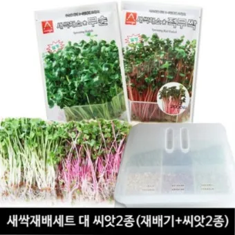 새싹무 재배 씨앗 소독 얇게 파종 통풍 관리_2