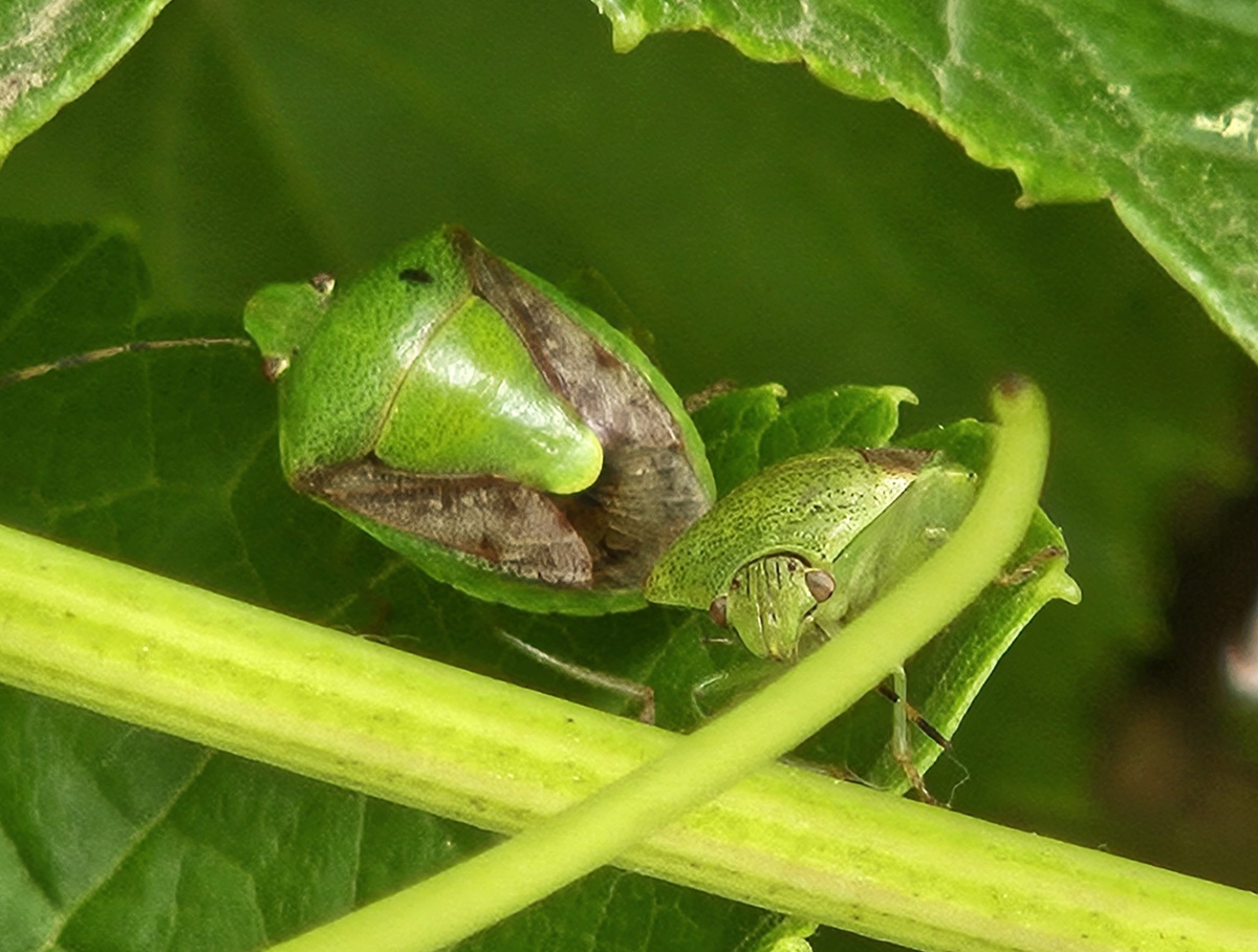 갈색날개노린재3