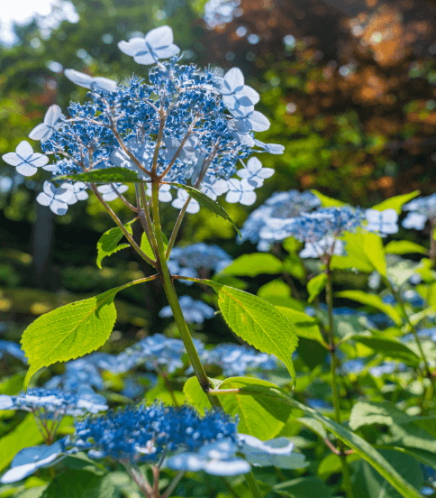 화담숲 수국축제 일정 및 예약 안내