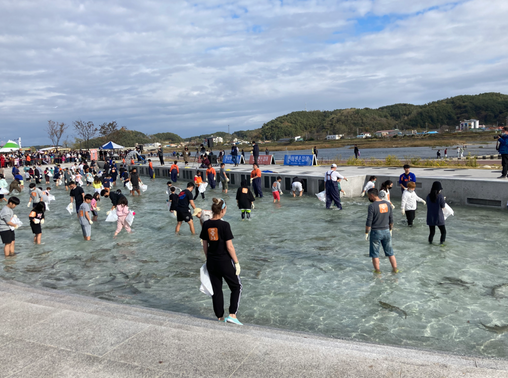 연어 맨손잡기 체험