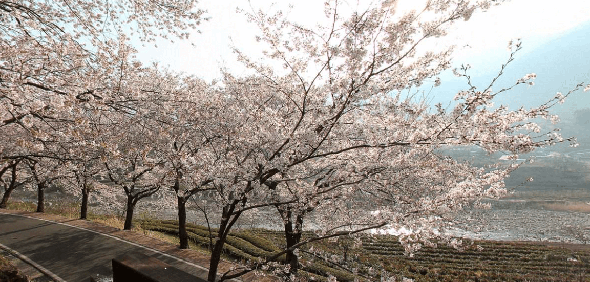 하동 화개장터 벚꽃축제 정보 2025 및 실시간 개화