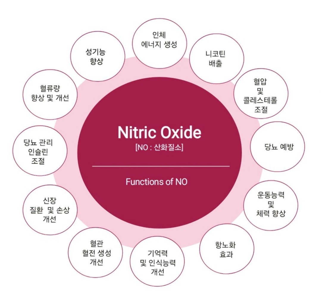 40대 이후 꼭 알아야 할 혈액순환의 핵심 원리(NO)