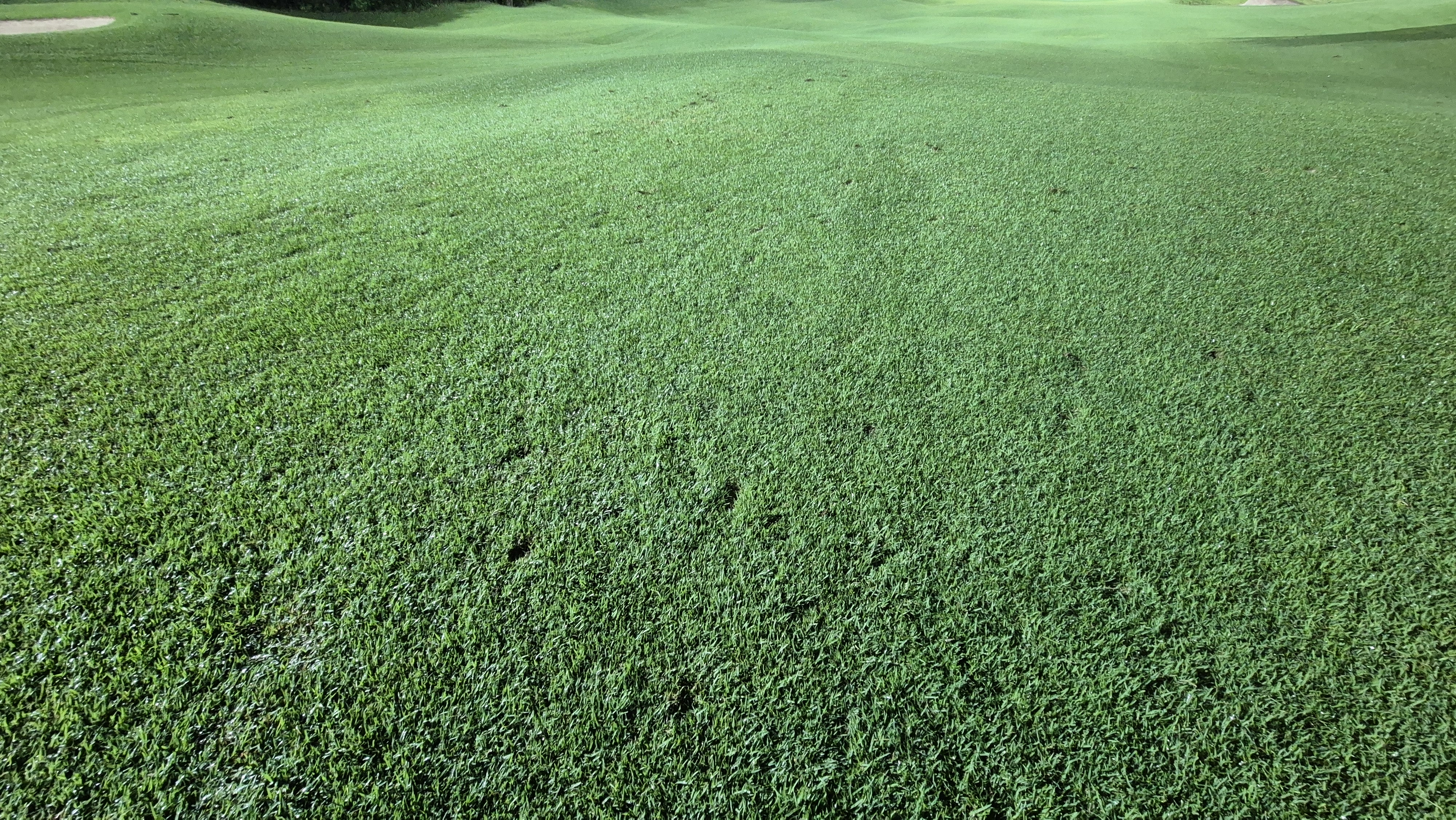 블루원용인cc 코스 관리 상태