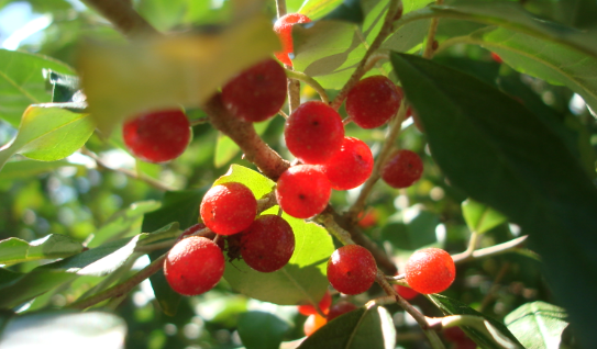 보리수 열매 효능