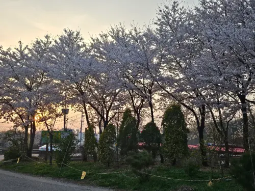 가게 앞 벚꽃