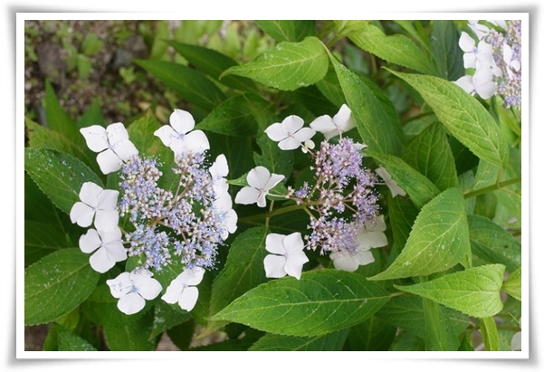 "산수국" 아름다운 매력을 한껏 간직하고 있는 여름 대표 꽃!