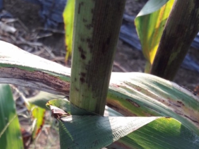 수확한 사탕수수4