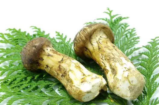 가을 제철식품 송이버섯 효능 효과 및 가격