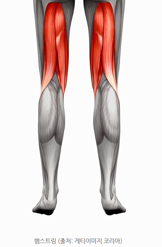 햄스트링 이미지사진