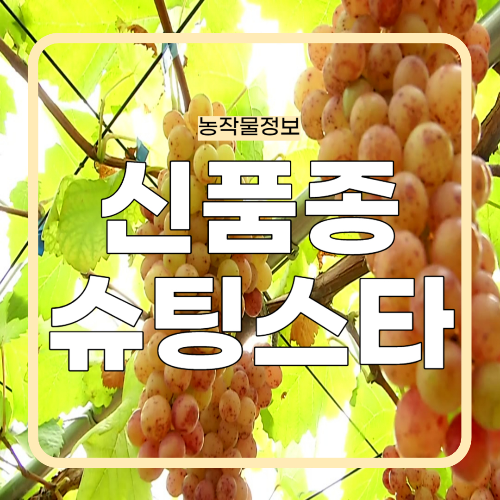 돈되는 신품종! 슈팅스타 포도 묘목 예약 가능한 곳