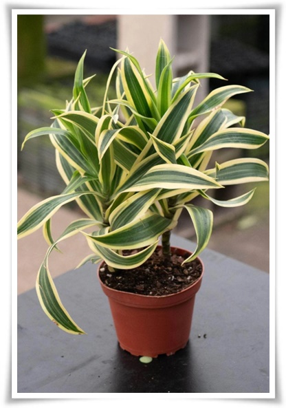 &quot;행운목&quot; 행운을 불러오며 실내 정원을 아름답게 가꾸는 초록의 친구!