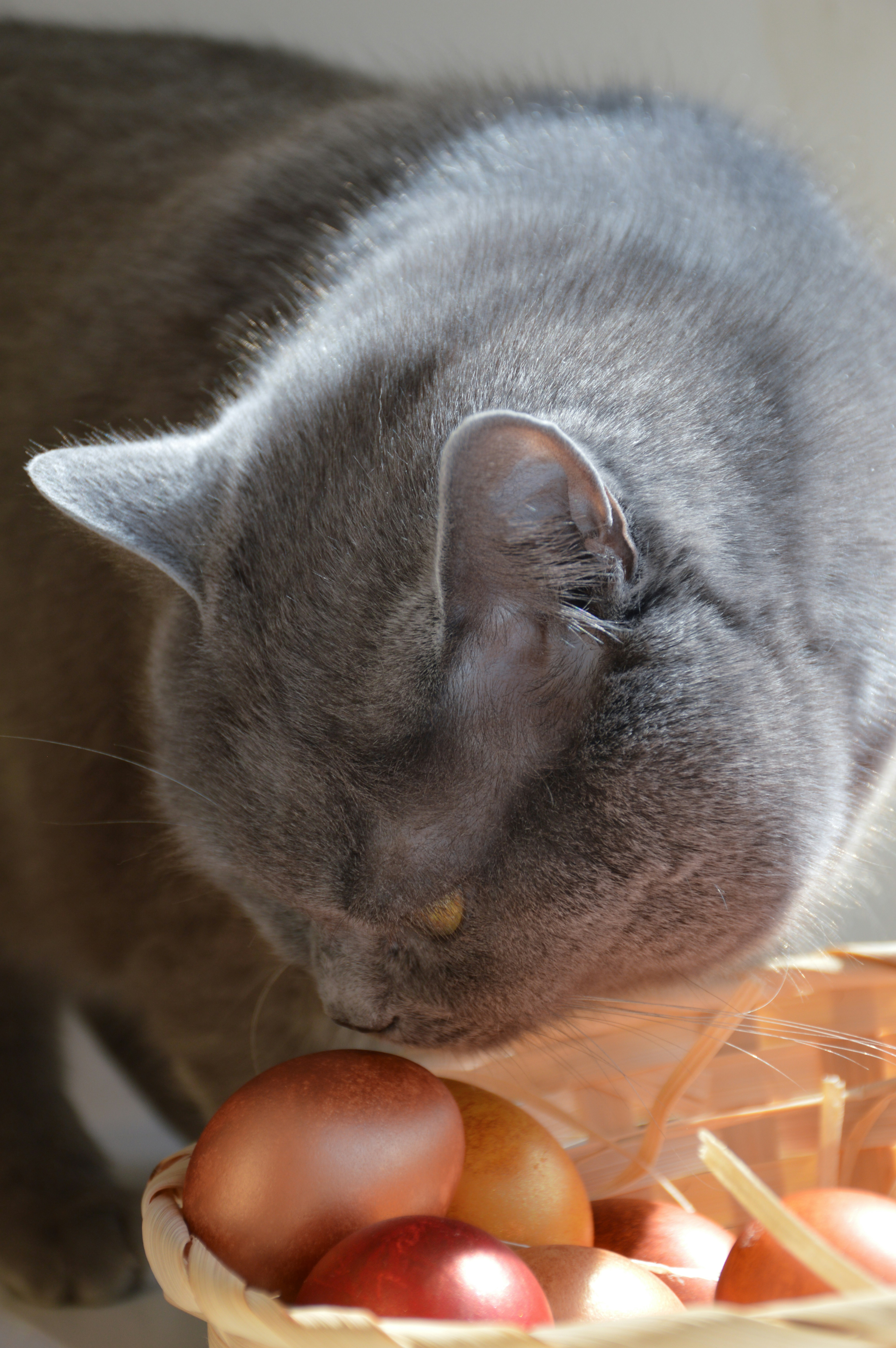 음식 냄새 맡아보는 고양이 사진