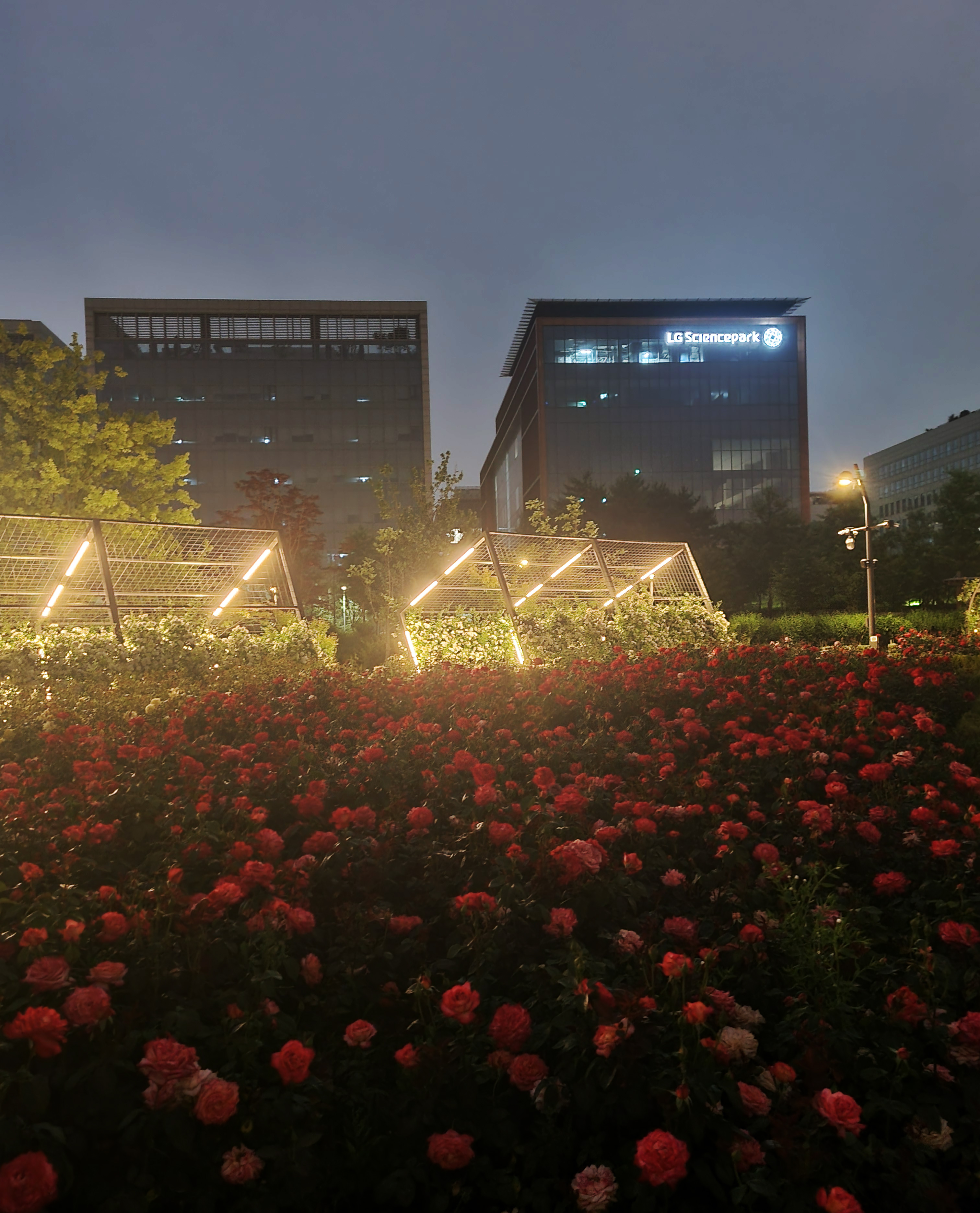 빨간 장미밭과 조형물 야경