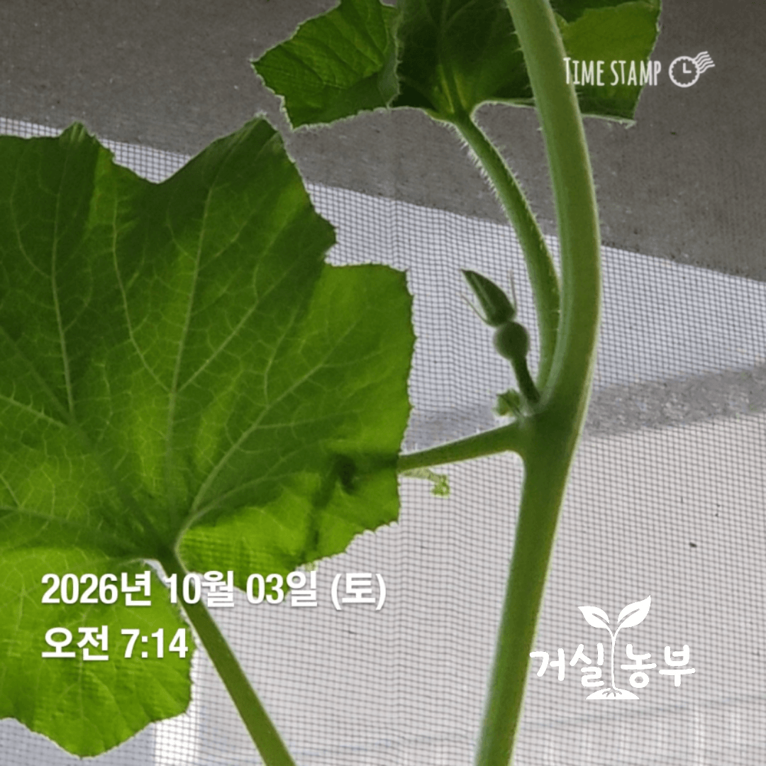 수경재배 단호박 줄기에 생긴 암꽃 봉오리와 꽃 아래의 둥근 씨방