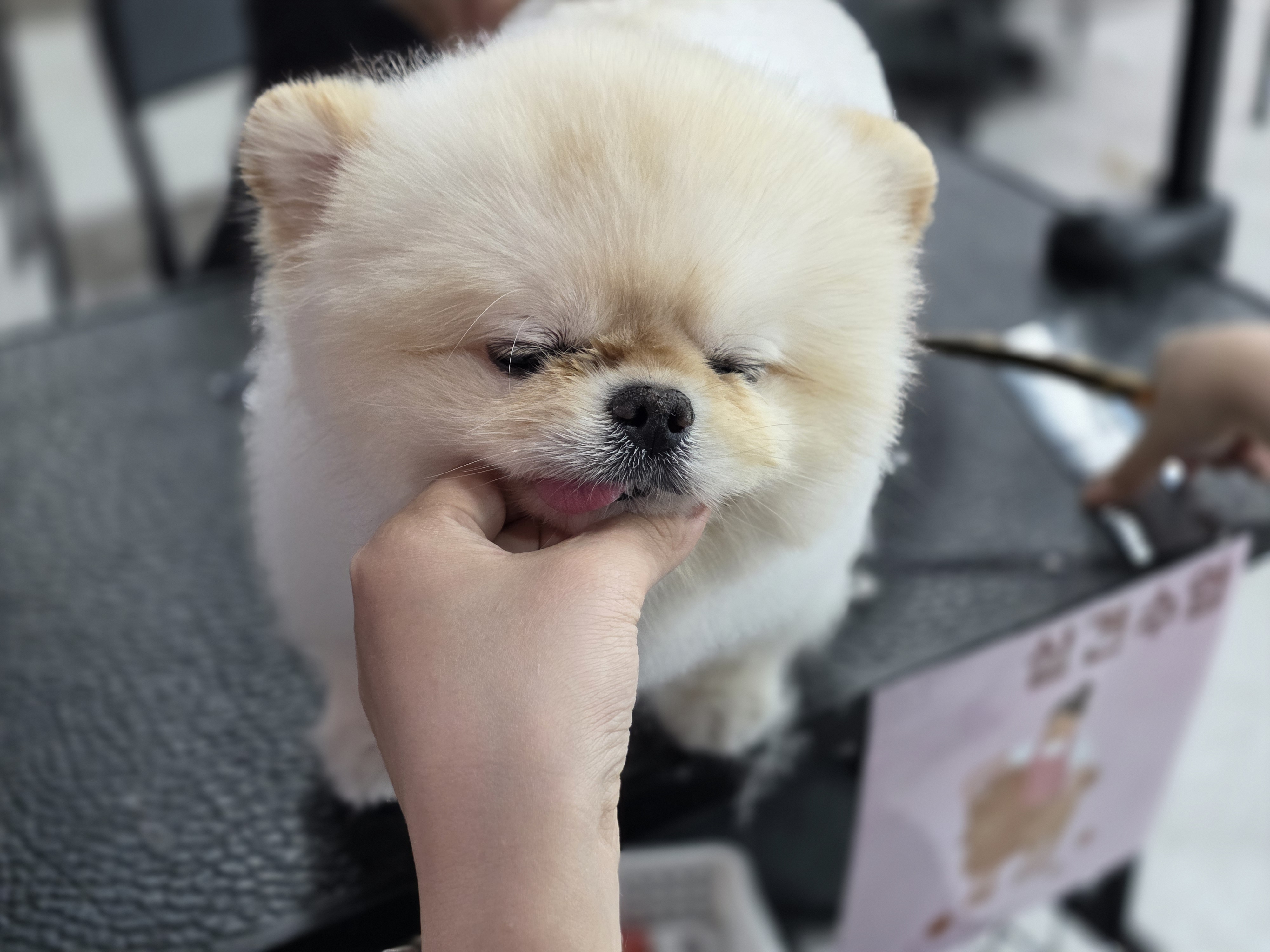 팔달구애견미용학원