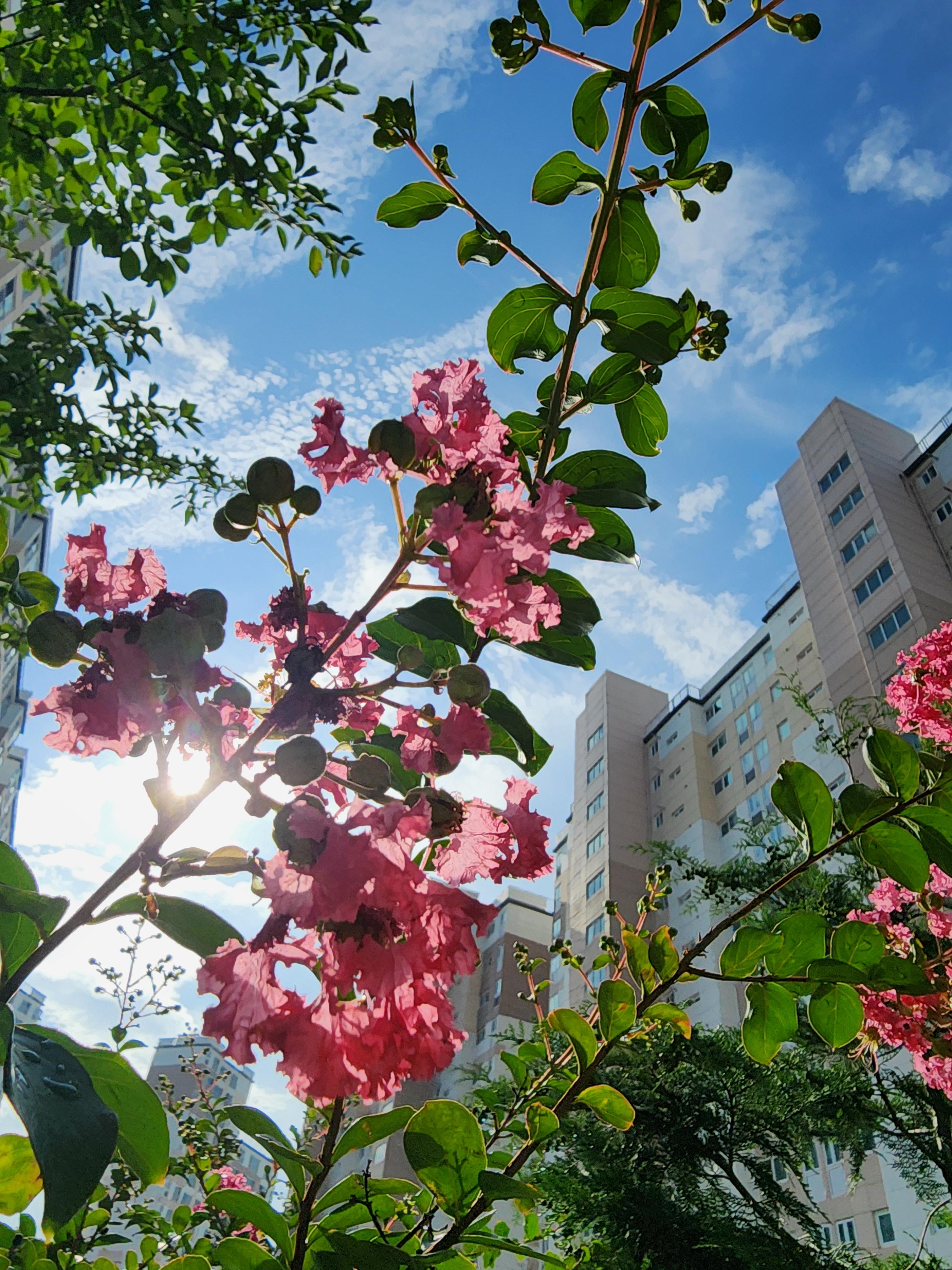 백일 동안 피어나는 나무, 배롱나무 &ndash; 여름 햇살 아래 핀 부귀의 꽃