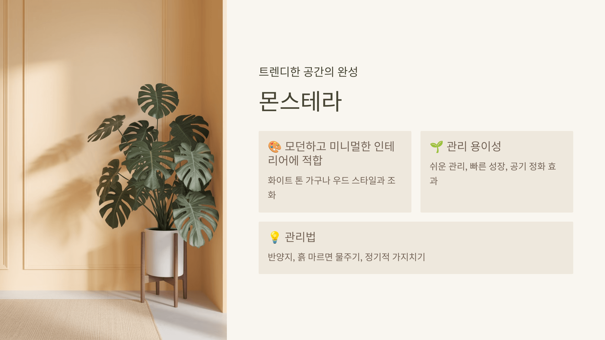 몬스테라 (Monstera)